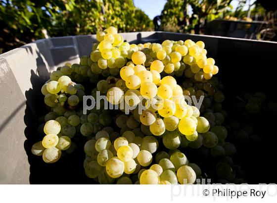 VENDANGE MANUELLE DE RAISIN BLANC, VIGNOBLE BORDELAIS (33V35924.jpg)