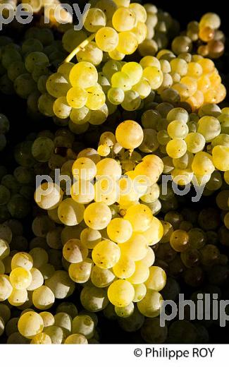 VENDANGE MANUELLE DE RAISIN BLANC, VIGNOBLE BORDELAIS (33V35929.jpg)