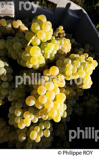 VENDANGE MANUELLE DE RAISIN BLANC, VIGNOBLE BORDELAIS (33V35930.jpg)