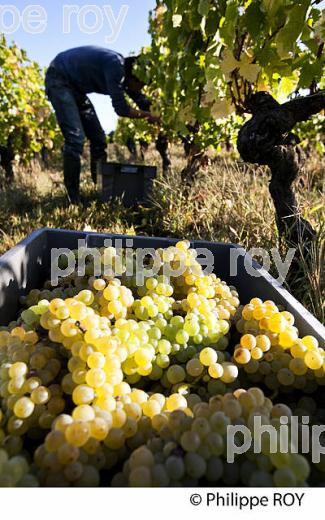 VENDANGE MANUELLE DE RAISIN BLANC, VIGNOBLE BORDELAIS (33V35933.jpg)