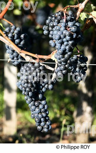 RAISIN ROUGE A MATURITE, VIGNOBLE BORDELAIS (33V36017.jpg)