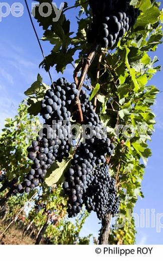 RAISIN ROUGE A MATURITE, VIGNOBLE BORDELAIS (33V36020.jpg)