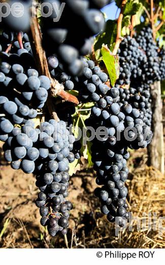 RAISIN ROUGE A MATURITE, VIGNOBLE BORDELAIS (33V36021.jpg)