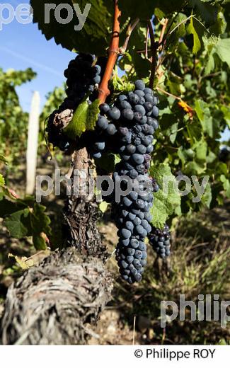 RAISIN ROUGE A MATURITE, VIGNOBLE BORDELAIS (33V36022.jpg)