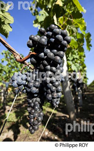 RAISIN ROUGE A MATURITE, VIGNOBLE BORDELAIS (33V36023.jpg)