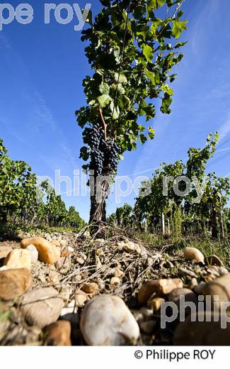 RAISIN ROUGE A MATURITE, VIGNOBLE BORDELAIS (33V36024.jpg)