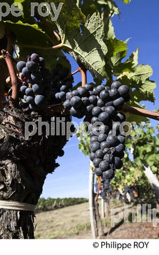 RAISIN ROUGE A MATURITE, VIGNOBLE BORDELAIS (33V36025.jpg)