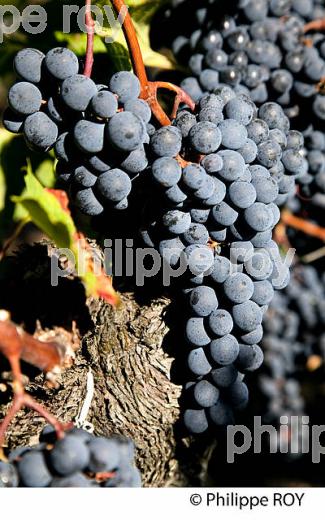 RAISIN ROUGE A MATURITE, VIGNOBLE BORDELAIS (33V36027.jpg)
