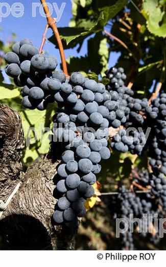 RAISIN ROUGE A MATURITE, VIGNOBLE BORDELAIS (33V36028.jpg)