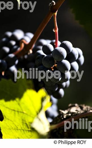 RAISIN ROUGE A MATURITE, VIGNOBLE BORDELAIS (33V36029.jpg)