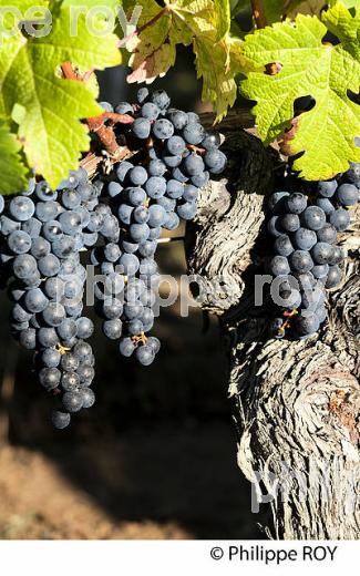 RAISIN ROUGE A MATURITE, VIGNOBLE BORDELAIS (33V36031.jpg)