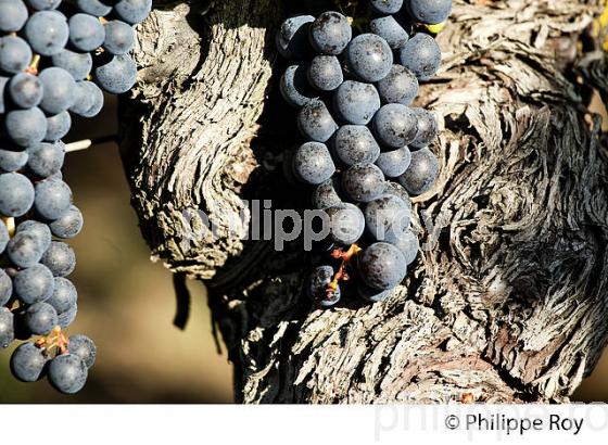 RAISIN ROUGE A MATURITE, VIGNOBLE BORDELAIS (33V36032.jpg)