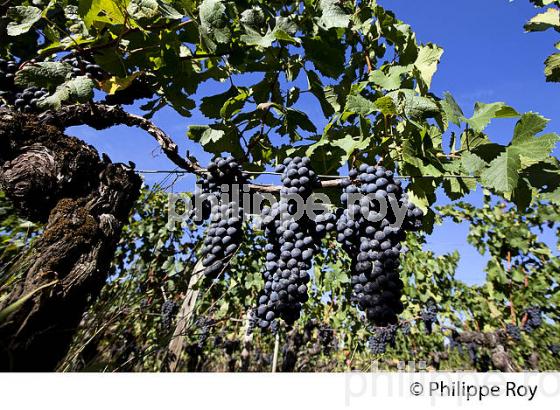 RAISIN ROUGE A MATURITE, VIGNOBLE BORDELAIS (33V36034.jpg)