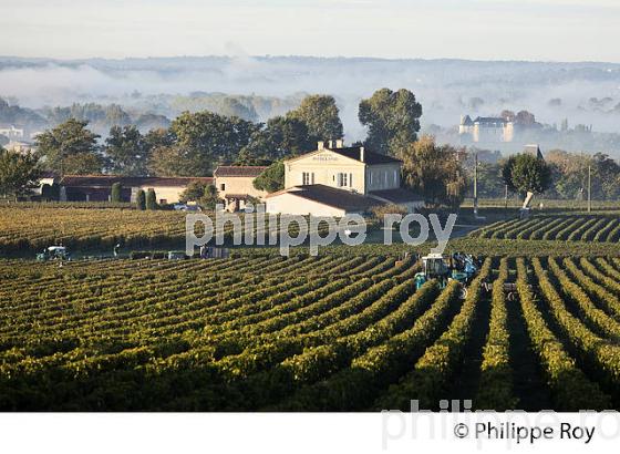 VIGNOBLE DE SAINT EMILION, GIRONDE (33V36035.jpg)