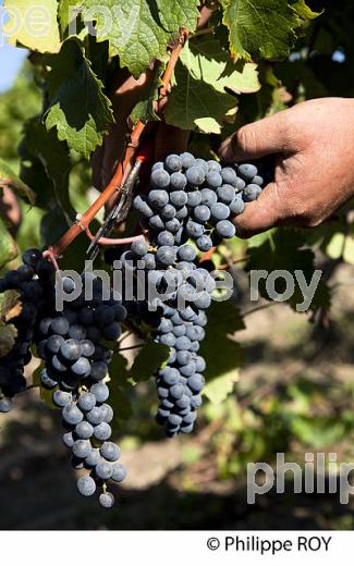 VENDANGE MANUELLE DE RAISIN ROUGE, VIGNOBLE DE SAINT EMILION, GIRONDE (33V36112.jpg)