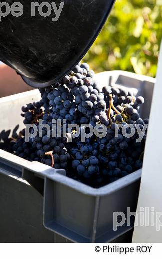 VENDANGE MANUELLE DE RAISIN ROUGE, VIGNOBLE DE SAINT EMILION, GIRONDE (33V36119.jpg)