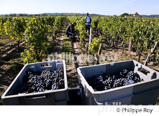 VENDANGE MANUELLE DE RAISIN ROUGE, VIGNOBLE DE SAINT EMILION, GIRONDE (33V36127.jpg)