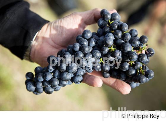 VENDANGE MANUELLE DE RAISIN ROUGE, VIGNOBLE BORDELAIS  (33V36238.jpg)