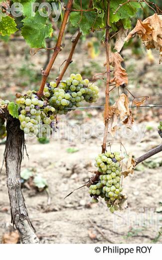 PASSERILLAGE SUR SOUCHE, VENDANGES, VIGNOBLE DE BORDEAUX (33V36308.jpg)