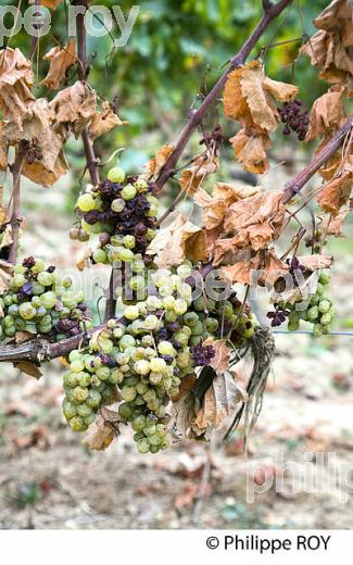 PASSERILLAGE SUR SOUCHE, VENDANGES, VIGNOBLE DE BORDEAUX (33V36309.jpg)