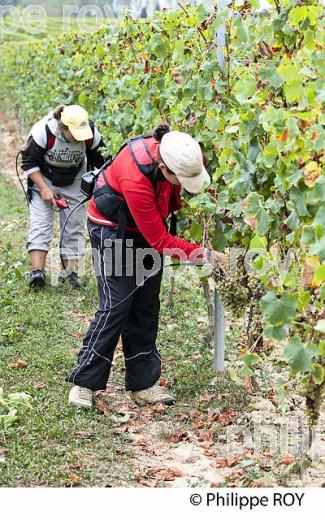 PASSERILLAGE SUR SOUCHE, RAISIN BLANC, VIGNOBLE DE BORDEAUX (33V36310.jpg)