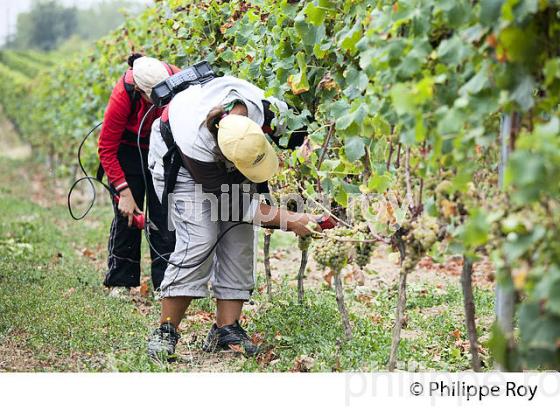 PASSERILLAGE SUR SOUCHE, VENDANGES, VIGNOBLE DE BORDEAUX (33V36312.jpg)