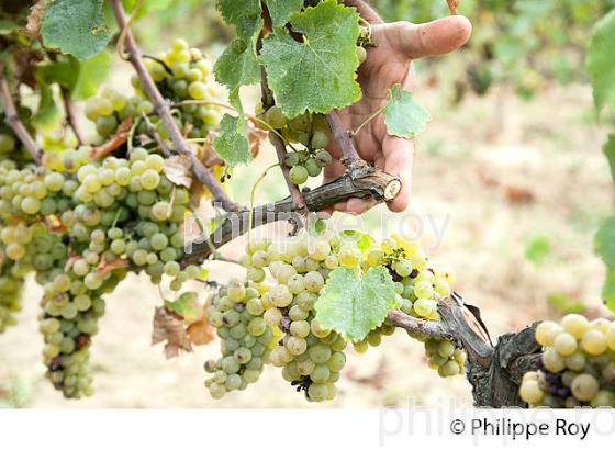 PASSERILLAGE SUR SOUCHE, RAISIN BLANC, VIGNOBLE DE BORDEAUX (33V36318.jpg)