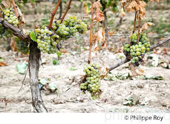 PASSERILLAGE SUR SOUCHE, RAISIN BLANC, VIGNOBLE DE BORDEAUX (33V36319.jpg)