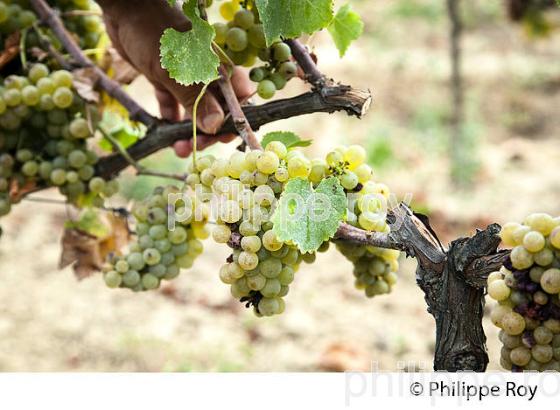 PASSERILLAGE SUR SOUCHE, VENDANGES, VIGNOBLE DE BORDEAUX (33V36320.jpg)