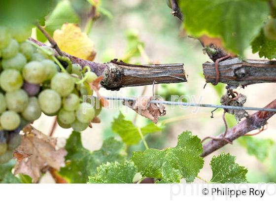 PASSERILLAGE SUR SOUCHE, RAISIN BLANC, VIGNOBLE DE BORDEAUX (33V36321.jpg)
