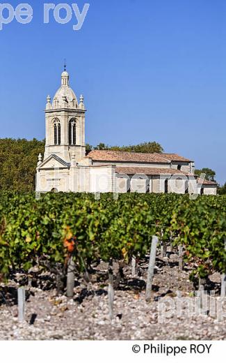 VIGNOBLE DE MARGAUX, MEDOC, GIRONDE (33V36818.jpg)