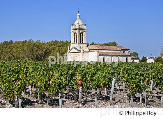 VIGNOBLE DE MARGAUX, MEDOC, GIRONDE (33V36819.jpg)