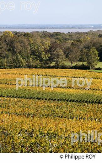 VIGNOBLE DE SAINT ESTEPHE, MEDOC, GIRONDE (33V36835.jpg)