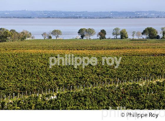 VIGNOBLE DE SAINT ESTEPHE, MEDOC, GIRONDE (33V36836.jpg)