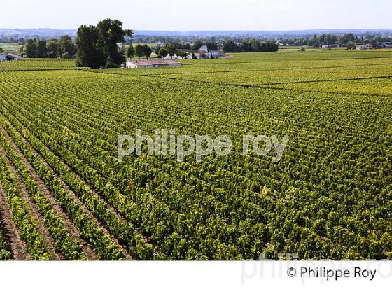VIGNOBLE DE SAINT EMILION, GIRONDE (33V36908.jpg)