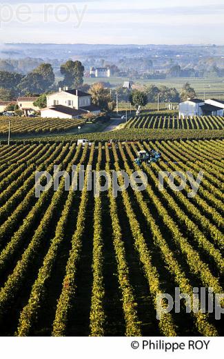 VIGNOBLE DE SAINT EMILION , GIRONDE (33V36912.jpg)