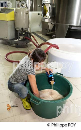 VINIFICATION DU VIN ROSE, VINS DE BORDEAUX (33V36931.jpg)