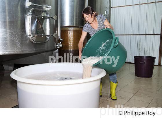 VINIFICATION DU VIN ROSE, VINS DE BORDEAUX (33V36935.jpg)