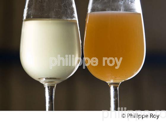 DEBOURBAGE, MOUT BLANC, VINIFICATION EN BORDELAIS (33V37028.jpg)