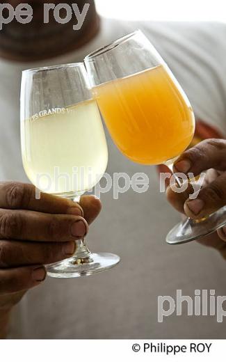 DEBOURBAGE, MOUT BLANC, VINIFICATION EN BORDELAIS (33V37032.jpg)