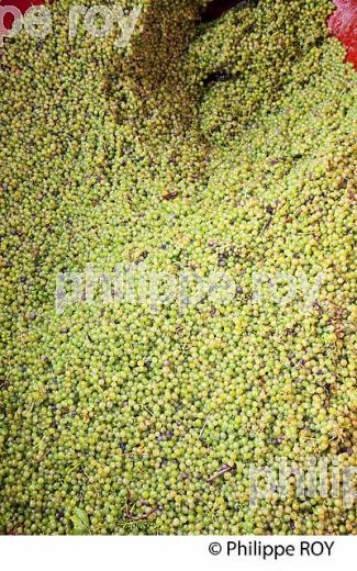 RECEPTION DE LA VENDANGE, RAISIN BLANC, VINIFICATION EN BORDELAIS (33V37139.jpg)