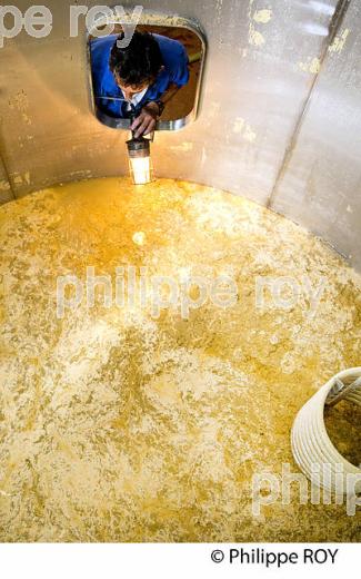 DEBOURBAGE, MOUT BLANC, VINIFICATION EN BORDELAIS (33V37304.jpg)