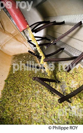 PRESSOIR ET VENDANGE BLANCHE, VINIFICATION EN BORDELAIS (33V37334.jpg)