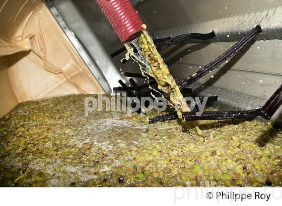 PRESSOIR ET VENDANGE BLANCHE, VINIFICATION EN BORDELAIS (33V37339.jpg)
