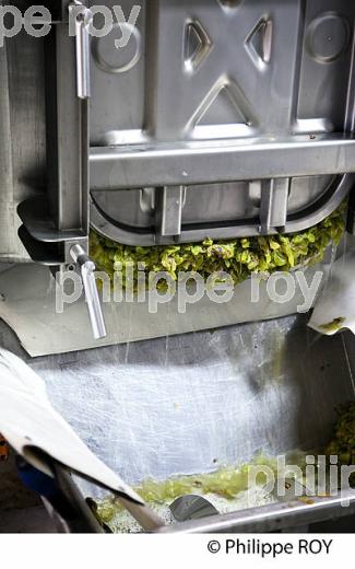 DECUVAGE DE LA VENDANGE BLANCHE, VINIFICATION EN BORDELAIS (33V37413.jpg)