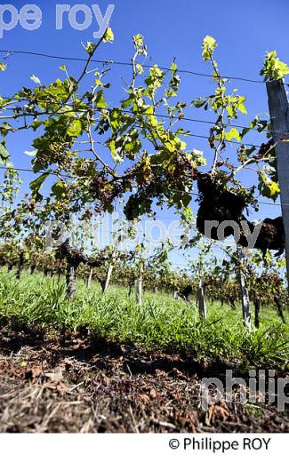 DEGAT DE GRELE, VIGNOBLE BORDELAIS, 2 AOUT 2013. (33V37604.jpg)