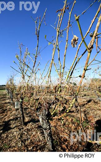 DEGAT DE GRELE, VIGNOBLE BORDELAIS, 2 AOUT 2013. (33V37627.jpg)