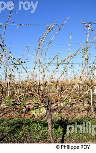 DEGAT DE GRELE, VIGNOBLE BORDELAIS, 2 AOUT 2013. (33V37630.jpg)