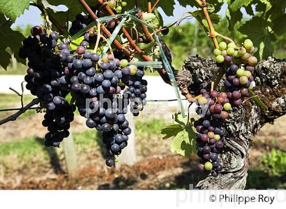 VERAISON HETEROGENE DU RAISIN, VIGNOBLE DE BORDEAUX. (33V38215.jpg)