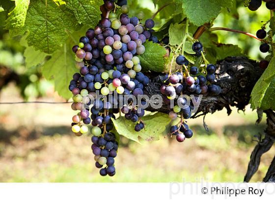 VERAISON HETEROGENE DU RAISIN, VIGNOBLE DE BORDEAUX. (33V38216.jpg)